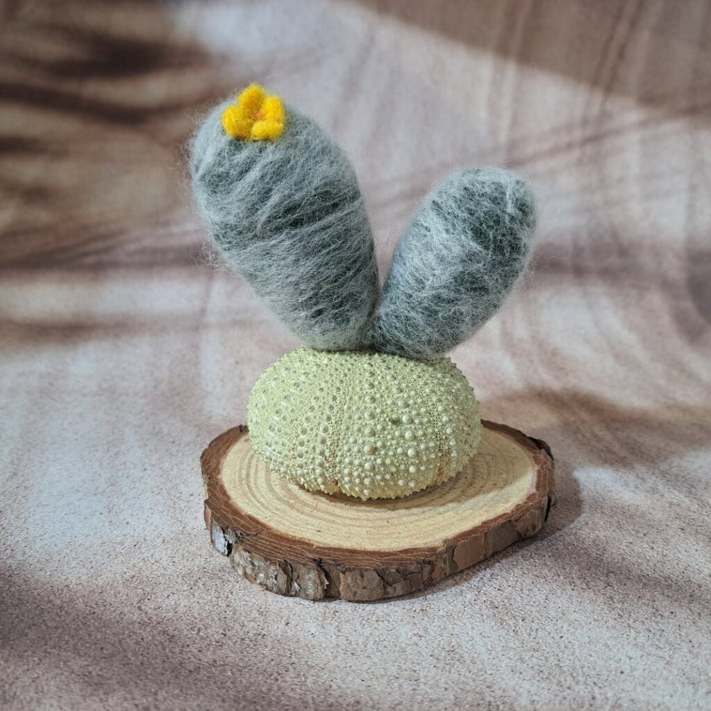 Cactus con flor amarilla, sobre base de madera natural y erizo de mar